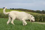 IRISH WOLFHOUND 001